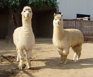 新華社禁用草泥馬   TMD 也 GG了