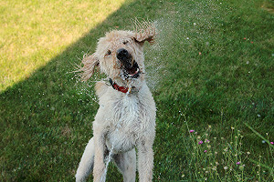 高溫警戒！板橋恐飆38度 新北灑水降溫