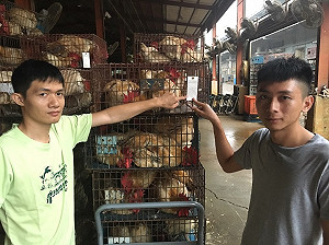 建立雞隻溯源系統 新北暗摃農委會