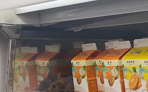 北車超商現巨鼠！7-11致歉 衛生局稽查結果出爐