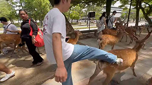 (影)奈良公園驚見中國人暴力踹打鹿 日本網路炎上:快全部驅逐出境