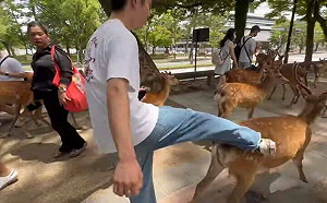 (影)奈良公園驚見中國人暴力踹打鹿 日本網路炎上：快全部驅逐出境