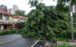 審計新村大樹倒塌中市府局處互推 江肇國：傻眼