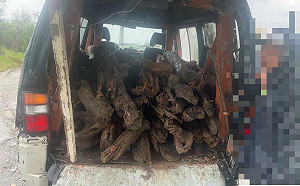 凱米過後民眾違法撿拾漂流木赫見「紅檜」 恐觸侵占5年牢災