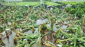 香蕉最慘!農損24億 雞隻死傷慘重畜產損失破4千萬