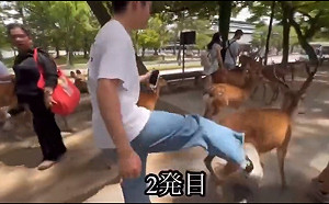 (影) 中國人丟臉全世界！ 富士山愛愛、奈良踢鹿、全裸開腿向美警「示威」
