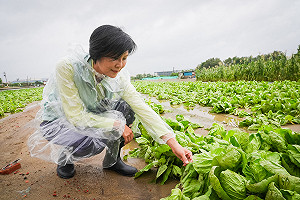 颱風水淹主產區  批發菜價連漲2天復耕需1個月