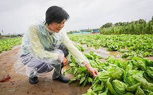 颱風水淹主產區  批發菜價連漲2天復耕需1個月