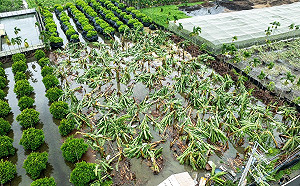 山陀兒颱風釀3億農損！高屏最嚴重「這作物」損失超過6千萬