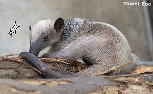 動物園「紅龍」滿月了！園方表示：預計9月可以跟大家見面