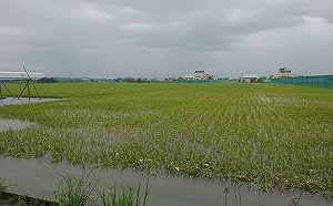 康芮肆虐東部 農損逾4.8億！農業部曝3大救助原則