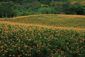 花蓮金針花季8/10登場 !上山交管看這裡