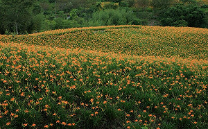 花蓮金針花季8/10登場 ！上山交管看這裡
