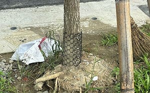 風雨來路樹成不定時炸彈！李雅靜：高市府難辭其咎