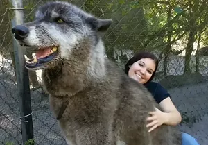 奶狗「長成巨獸」飼主嚇到棄養!竟成明星犬