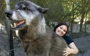 奶狗「長成巨獸」飼主嚇到棄養！竟成明星犬