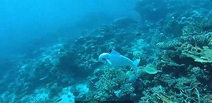 海洋研究科技大突破! 仿生機器魚「伊芙」解開水下生態神秘面紗
