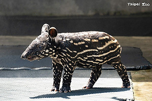 馬來貘寶寶名字出爐!北市動物園透露「莉姆路」見客時間
