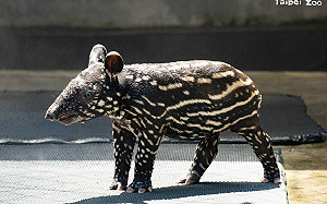 馬來貘寶寶名字出爐！北市動物園透露「莉姆路」見客時間