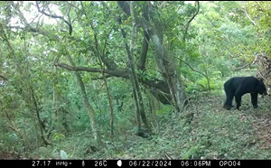 高雄茂林首次現蹤台灣黑熊！鏡頭前踱步萌樣曝光