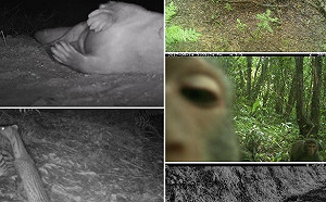 直擊大自然靈異照片！動物個人秀 網：笑到要收驚