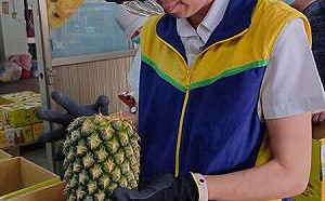 台灣水果外銷亮眼!鳳梨首登紐西蘭 芒果、紅龍果國際出口量大增