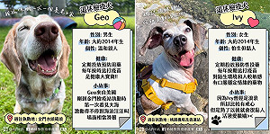 退休檢疫犬找新家!暖男Geo 撒嬌Ivy等你喔~