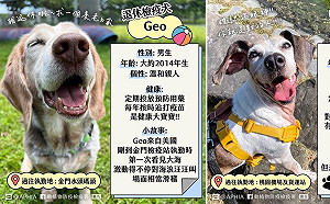 退休檢疫犬找新家！暖男Geo 撒嬌Ivy等你喔～