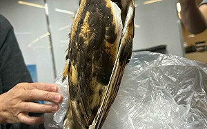 防範鳥擊保航安！桃機與特生中心攜手研擬對策