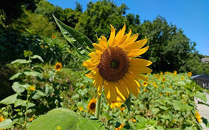 台北9月限定打卡點！貓空樟樹步道向日葵花海登場