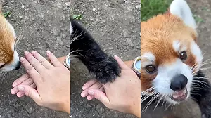 飼養員揪小貓熊「疊手大挑戰」!牠1秒成功