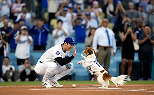 (影)大谷翔平帶愛犬開球！直呼好緊張:訓練3禮拜