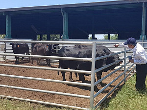 病毒疑似來自中國！金門爆發牛結節疹疫情  7頭牛隻遭撲殺