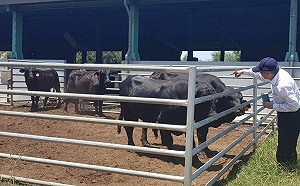 病毒疑似來自中國！金門爆發牛結節疹疫情  7頭牛隻遭撲殺