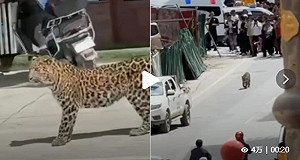 四川除了貓熊 它也很吸睛! 金錢豹縣城逛大街 民眾驚奇圍觀 捕獲後野放