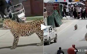 四川除了貓熊 它也很吸睛! 金錢豹縣城逛大街 民眾驚奇圍觀 捕獲後野放