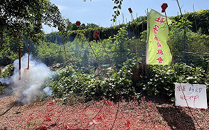 柯文哲羈押落日餘暉！雞鴨飯熱銷全台　社子島居民放鞭炮慶祝