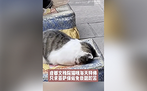 成都文殊院網紅貓遭暴力襲擊：專家警告民間戾氣升溫或反噬政權