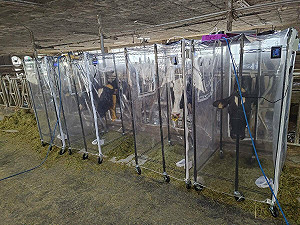 乳牛減碳有妙招!農業部:調整飼料可降低碳足跡