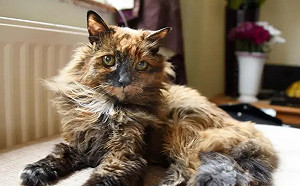 世界最長壽33歲貓咪過世了！換算人類152歲