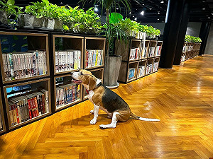 中部首間寵物友善圖書館 拾本書堂創意攝影徵件倒數