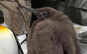 (影) 「大男孩」國王企鵝佩斯托已比父母高 超大身材讓牠成社群媒體明星