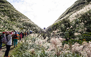 秋冬限定美景！草嶺古道芒花季11/2登場