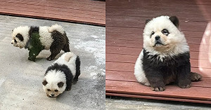 (影)中國動物園新品種「貓熊狗」!  作假被抓到 園方坦承染色「鬆獅犬」