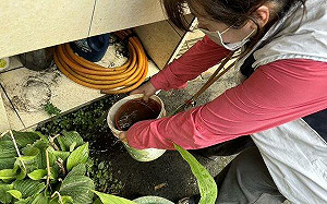 新北登革熱一口氣添15例！衛生局：擴大篩檢發現 多數已無傳染力 