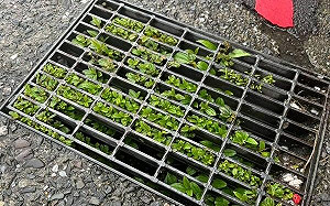 基隆水溝長草多處淹水　民眾怨：謝國樑上任後就沒清過