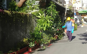 北市首例本土登革熱　北市衛生局：無出國史