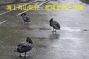 颱風天大玩諧音梗! 繼「三頭鵝」登陸玉里後 武陵農場也出現「三陀鵝」
