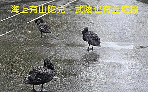 颱風天大玩諧音梗！ 繼「三頭鵝」登陸玉里後 武陵農場也出現「三陀鵝」