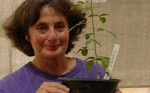 千年古種子不死！樹種已滅絕 科學家復育聖經傳奇「猶太香脂」藥樹 